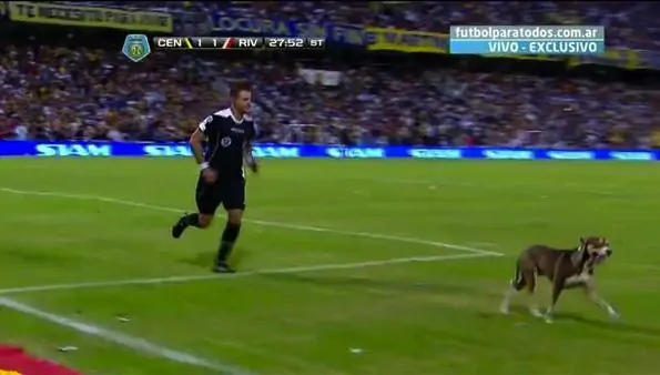 В матче чемпионата Аргентины собака справила нужду прямо на поле