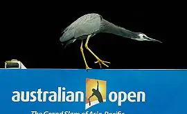 Бельгийка Азаренко, убитая птица и допинг. Курьезы и скандалы Australian Open