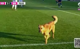 Верес опубликовал фото собаки, которая выбежала на поле во время матча с Минаем