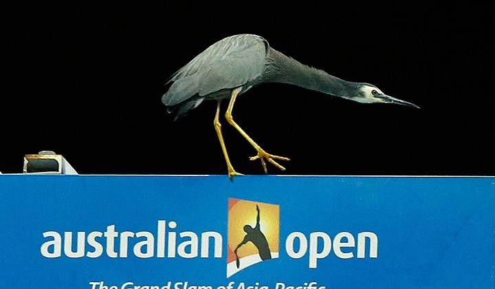 Бельгийка Азаренко, убитая птица и допинг. Курьезы и скандалы Australian Open