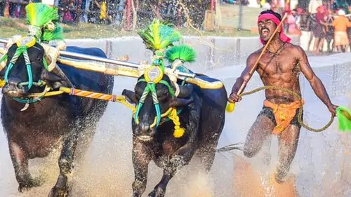 Индийский бегун побил рекорд Болта во время гонки с буйволами