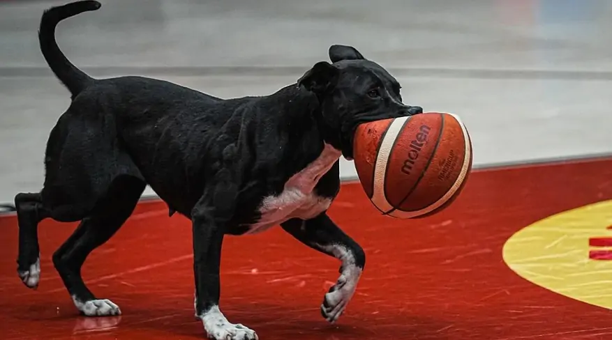 Озверевшая собака с прокусанным мячом выбежала на площадку во время баскетбольного матча