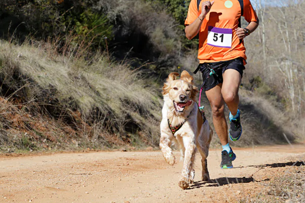 Спорт с питомцами: какие виды спорта существуют для собак
