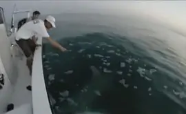 Экстрим во время рыбалки. Нападение акулы. Видео