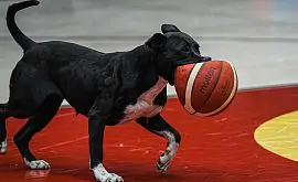 Озвірілий пес з прокусаним м'ячем вибіг на майданчик під час баскетбольного матчу