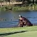 Турнир по гольфу был прерван из-за драки двух бегемотов