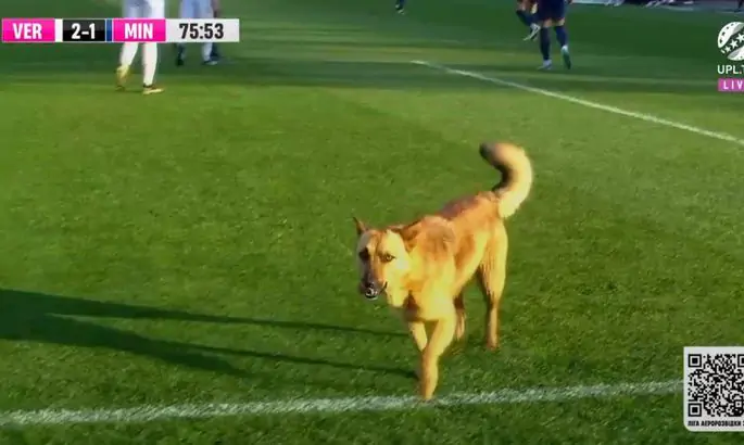 Верес опубликовал фото собаки, которая выбежала на поле во время матча с Минаем
